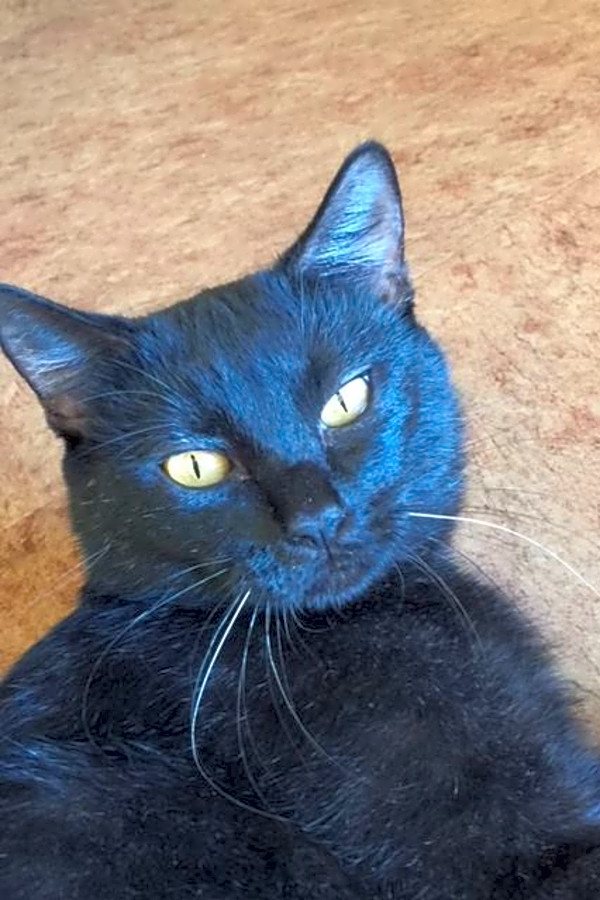 7 Charming Cats To Adopt Now In Memphis Hoodline