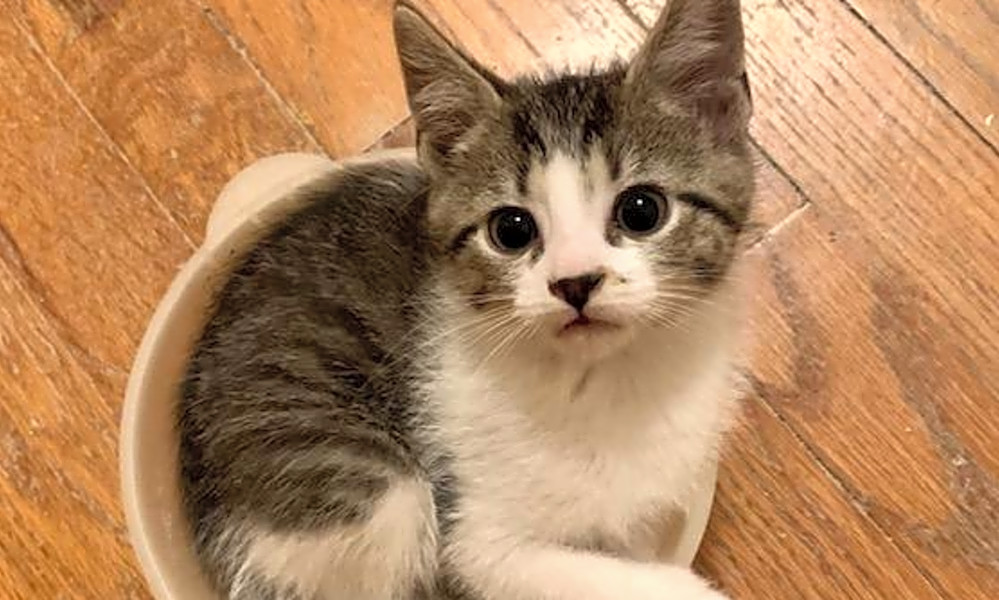 7 Cute As Can Be Kittens To Adopt Now In Cleveland Hoodline
