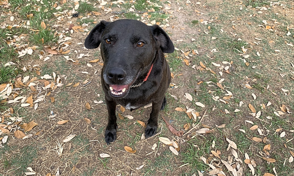 Want To Adopt A Pet Here Are 7 Lovable Pups To Adopt Now In San