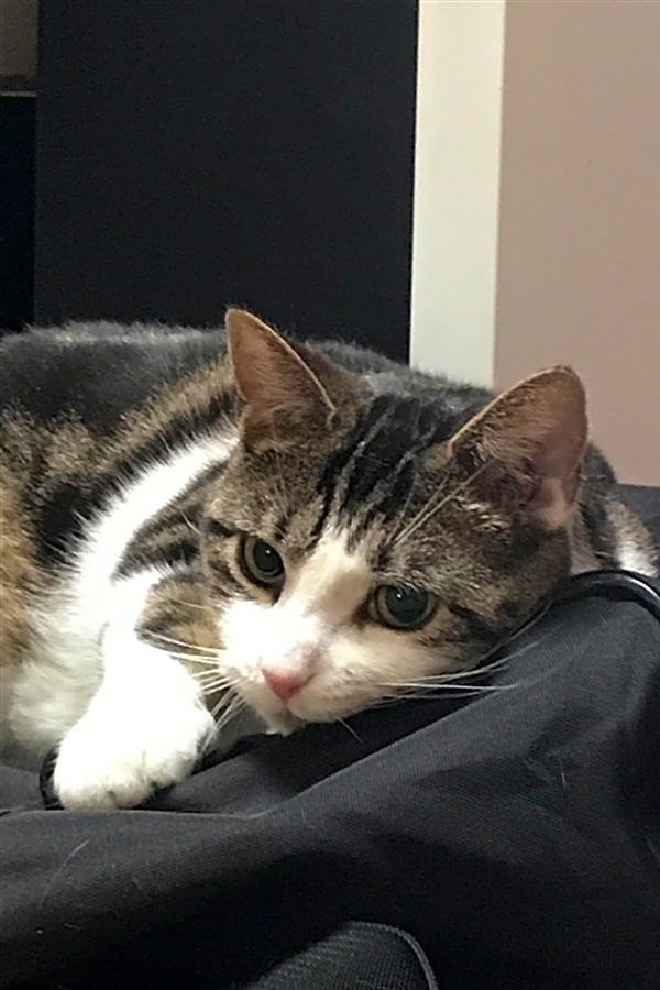 Want To Adopt A Pet Here Are 6 Cute Kitties To Adopt Now In