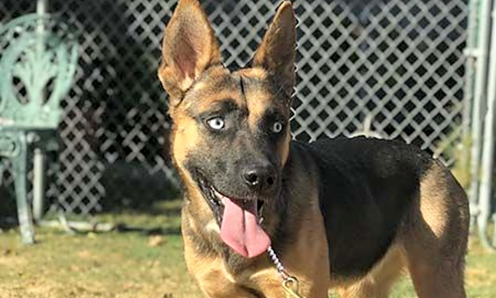 German shepherd rescue female sale