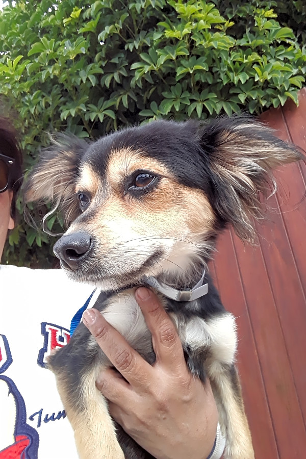 Bella Spca Home Facebook