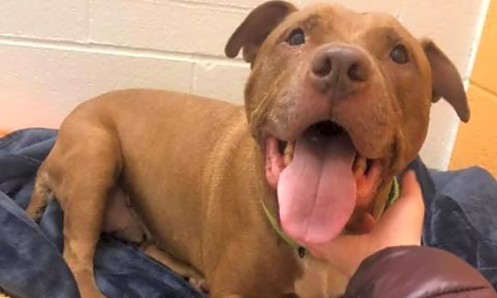 these pittsburgh based dogs are up for