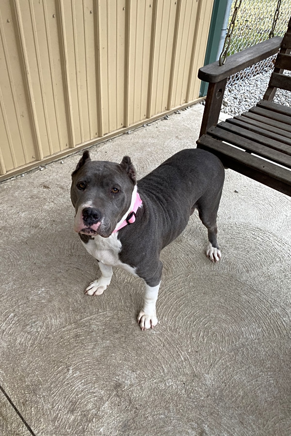 7 cuddly canines to adopt now in cleveland