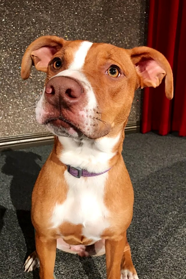 American staffordshire terrier hound mix sales