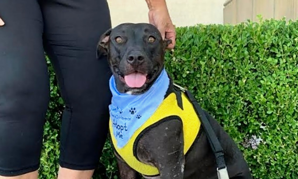 these las vegas based dogs are up for