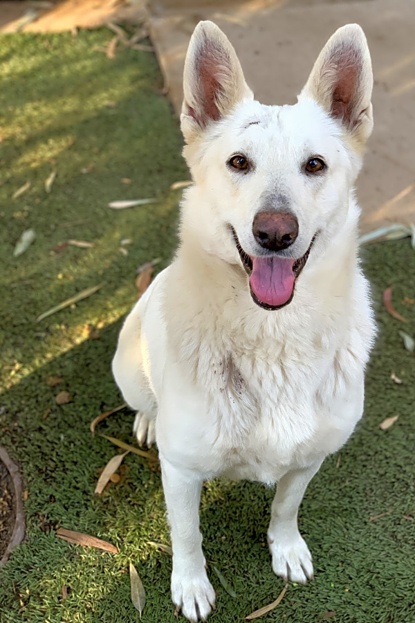 3 Lovable Pups To Adopt Now In Bakersfield