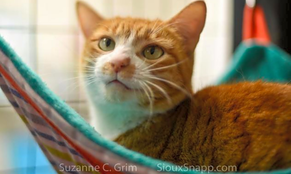 These New Orleans Based Cats Are Up For Adoption And In Need Of A