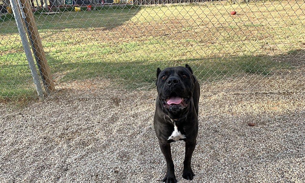 Want To Adopt A Pet Here Are 4 Lovable Pups To Adopt Now In Arlington
