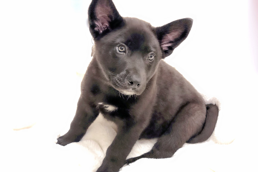 (Credit: Home Fur-Ever/ Hoodline)