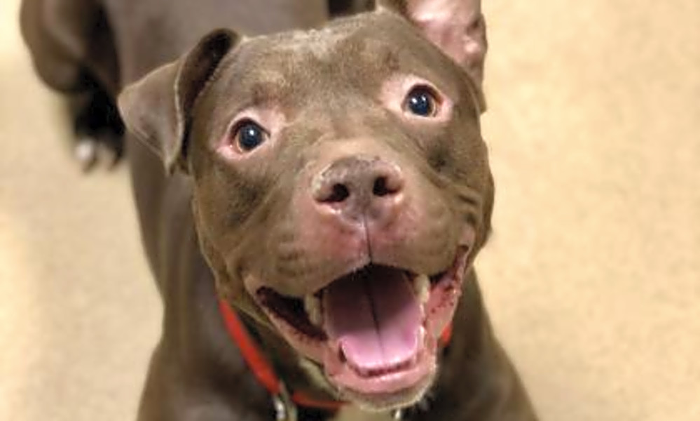 6 Delightful Doggies To Adopt Now In Milwaukee Hoodline