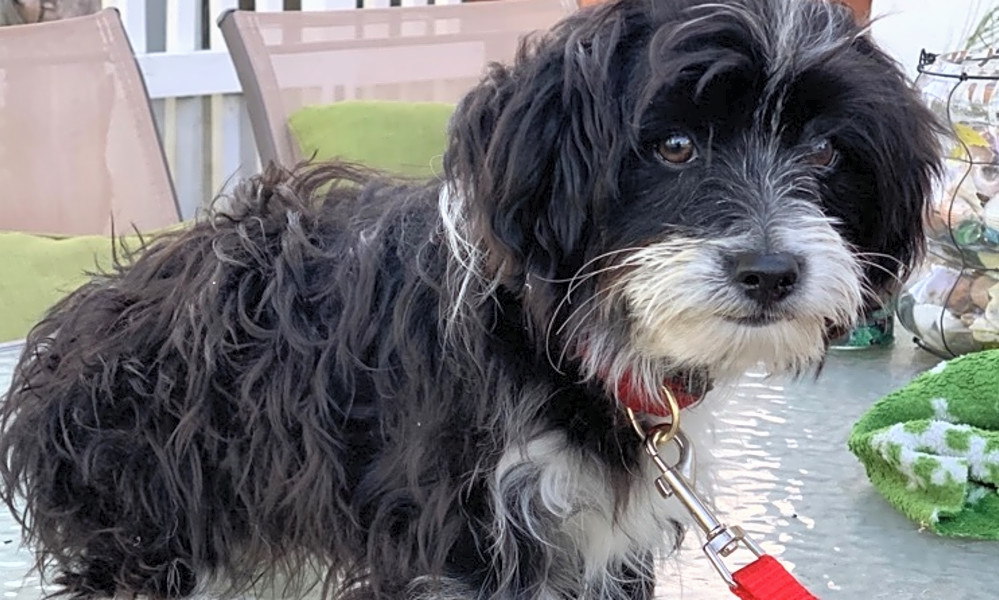 maltese german shepherd mix