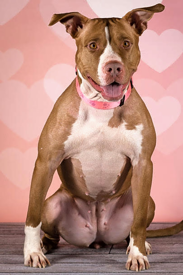 these st louis based doggies are up
