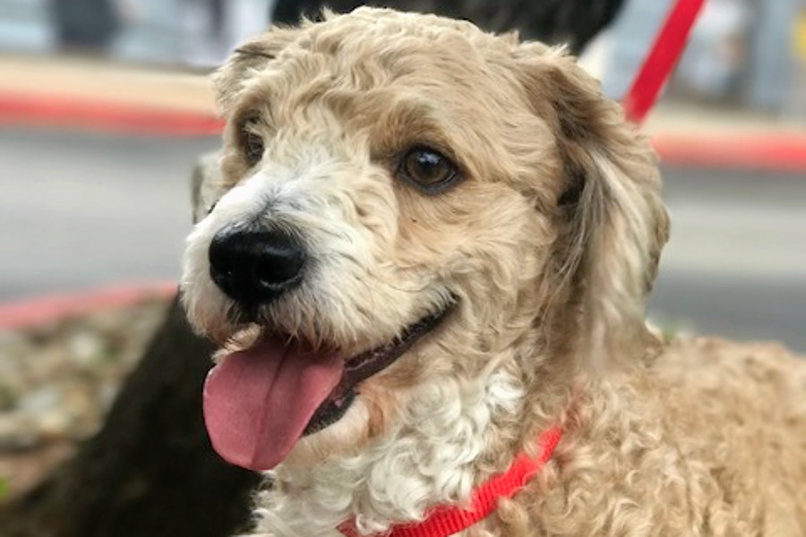 Dogs In Austin Looking For Their Furr Ever Homes Hoodline