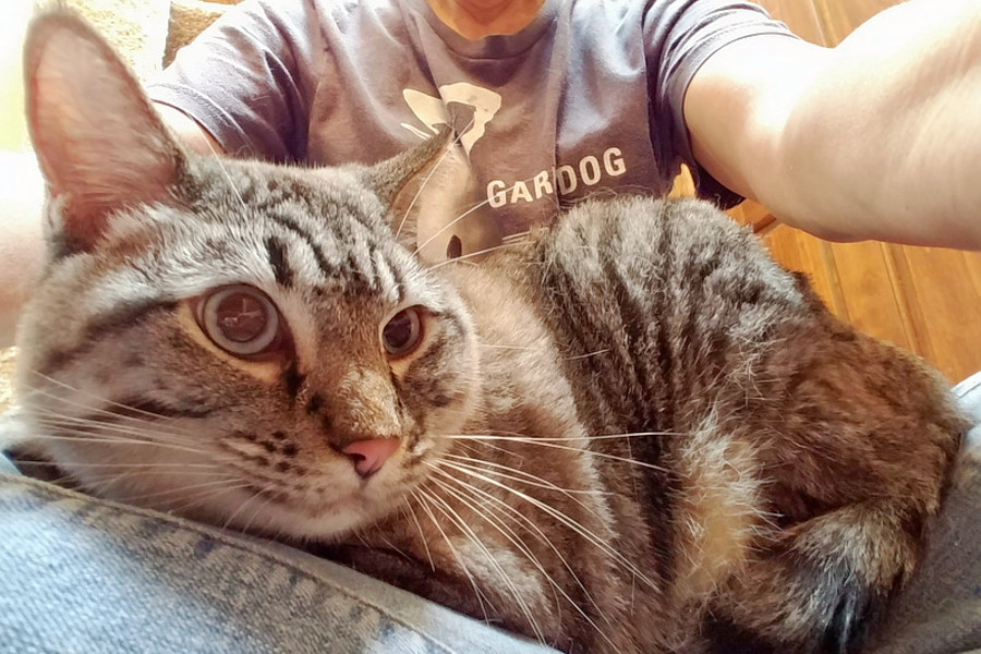 Cats In Oklahoma City Looking For Their Furr Ever Homes Hoodline