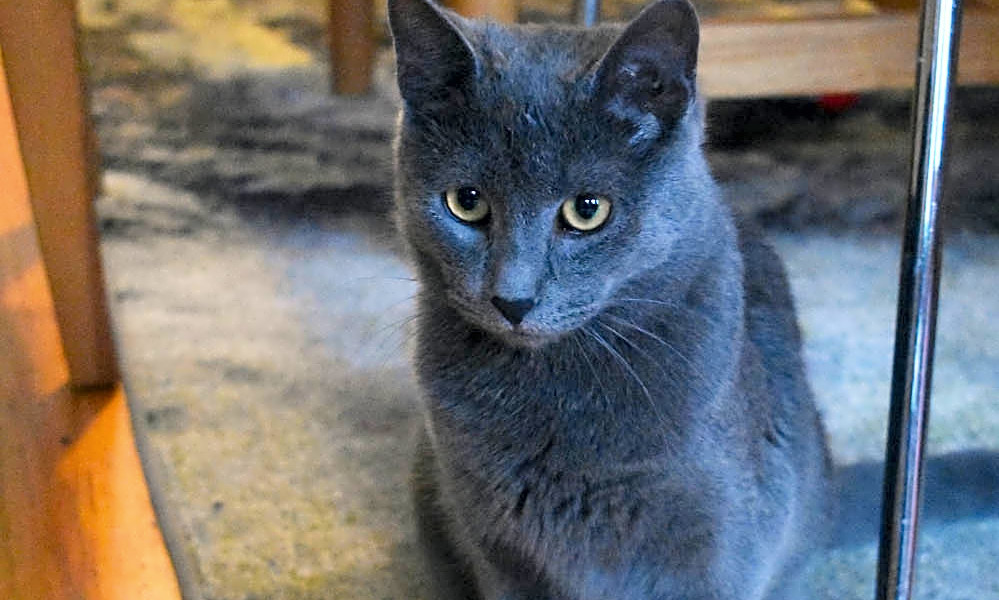 Russian blue domestic shorthair sales