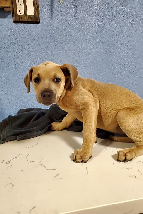 Terrier cur mix outlet