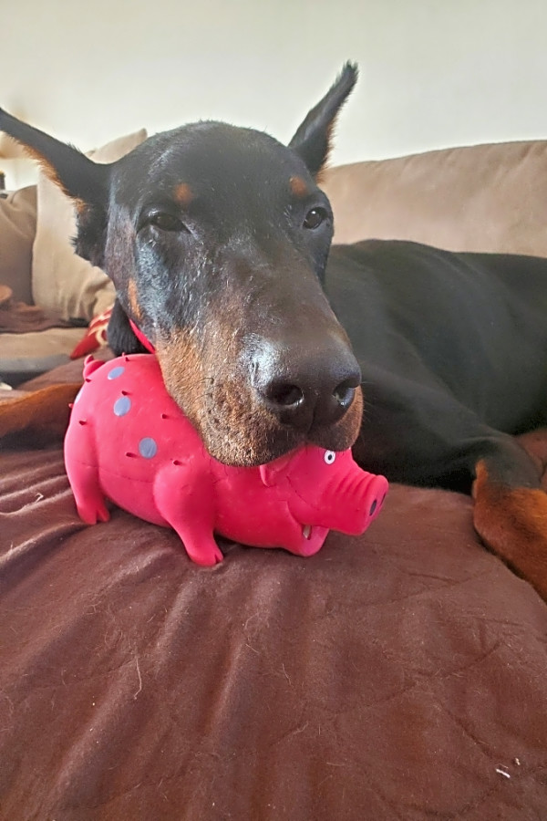 sweet home doberman rescue