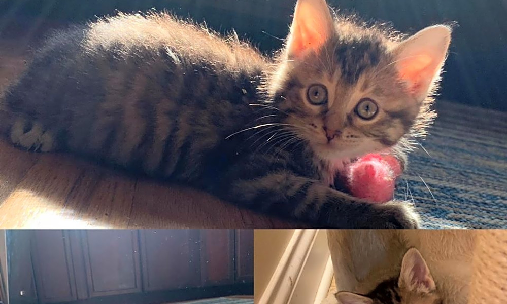 Want To Adopt A Pet Here Are 4 Fluffy Felines To Adopt Now In
