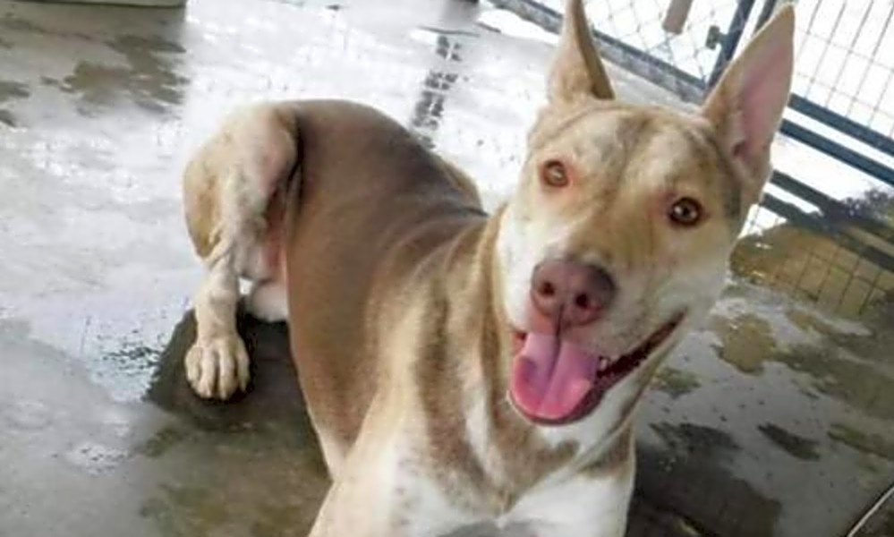 pharaoh hound pitbull mix