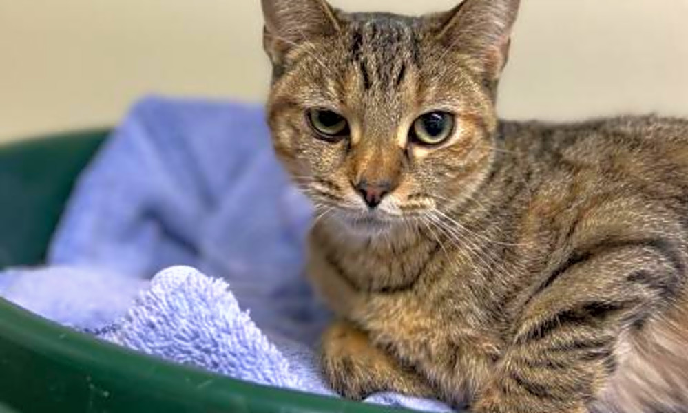 These Bostonbased cats are up for adoption and in need of a good home