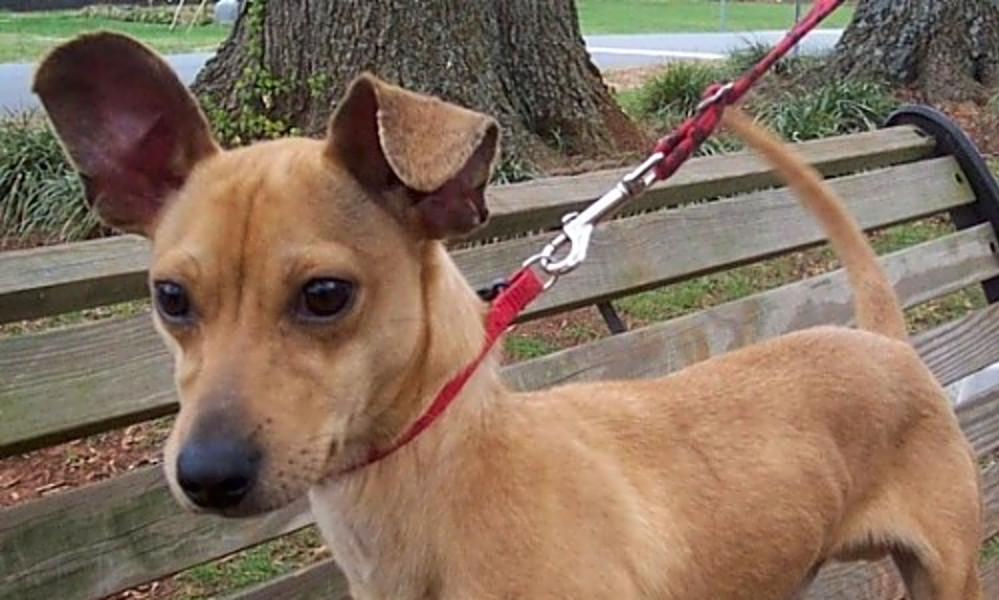 pic Rat Terrier Weiner Dog Mix these charlotte based dogs are up for