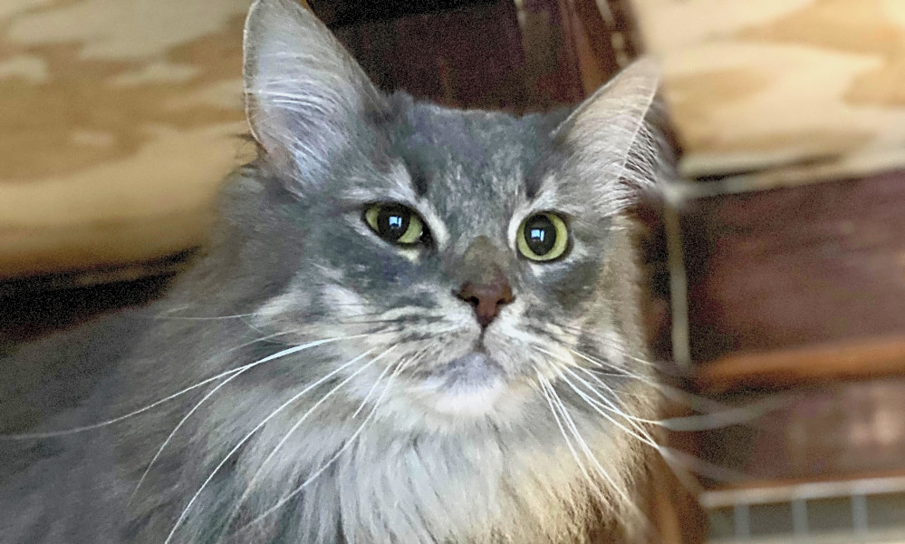 5 Charming Cats To Adopt Now In Indianapolis Hoodline