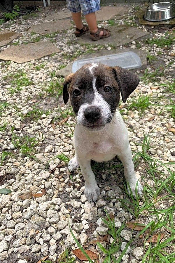 plott hound lab mix puppy