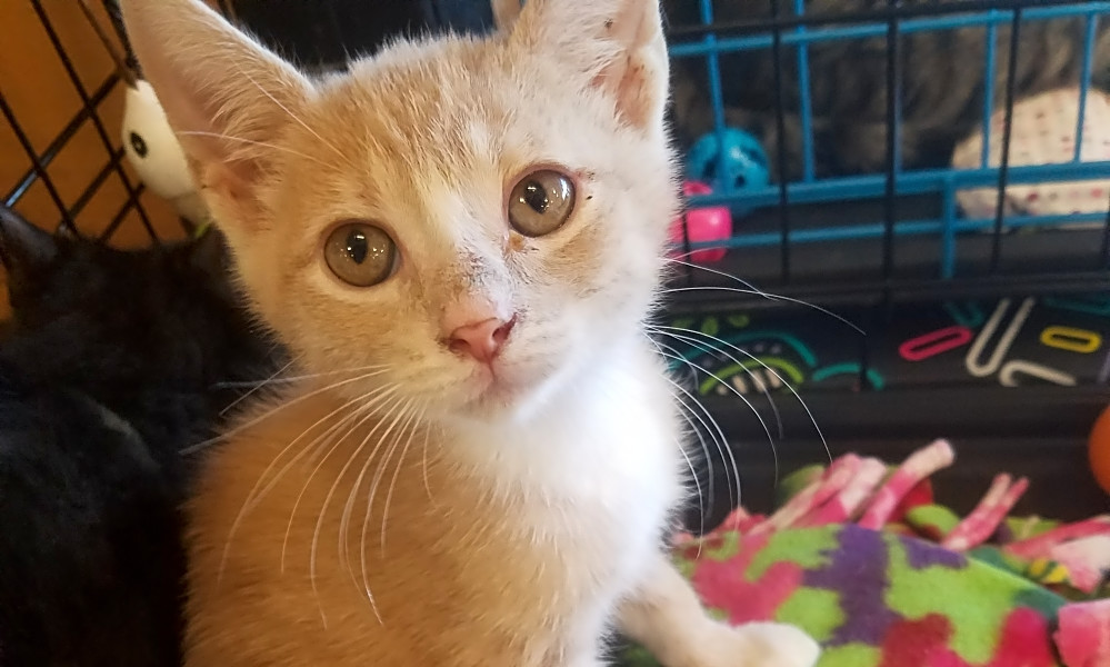 These Plano Based Kittens Are Up For Adoption And In Need Of A