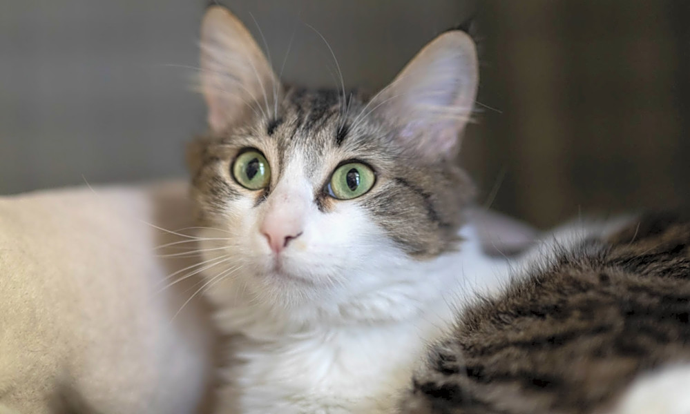 Want To Adopt A Pet Here Are 7 Lovable Kitties To Adopt Now In