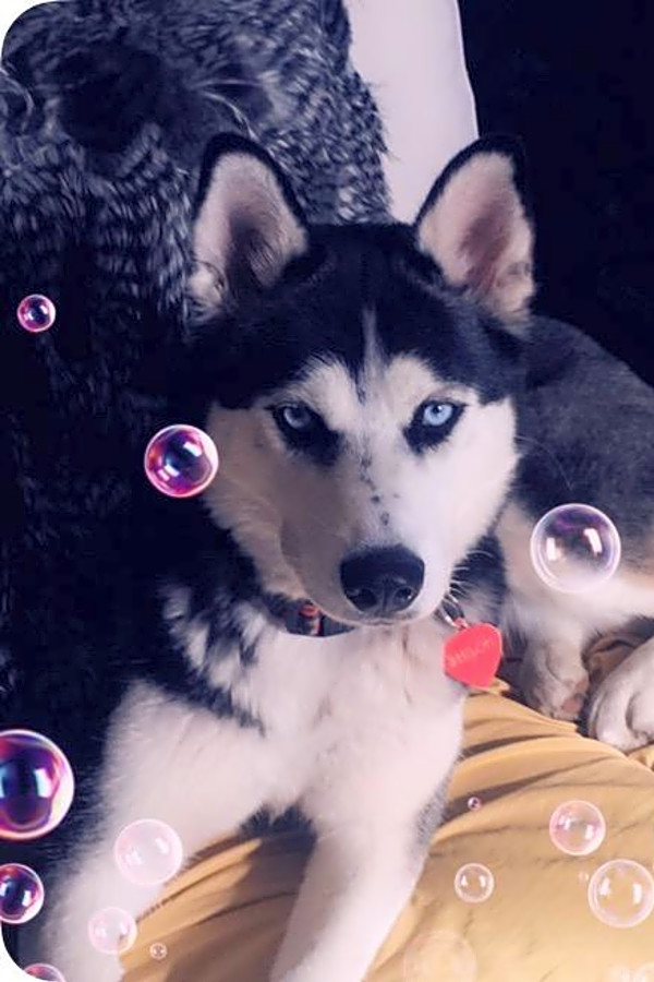 husky mix puppies for adoption near me