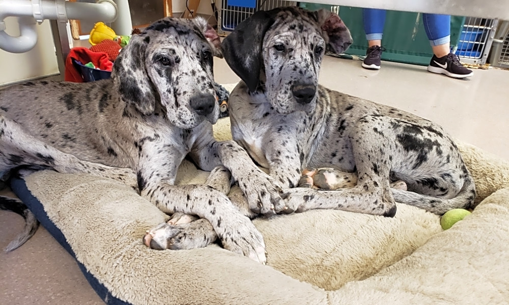 Want To Adopt A Pet Here Are 6 Perfect Puppies To Adopt Now In Kansas Colorado great dane dog rescue group directory. here are 6 perfect puppies to adopt now