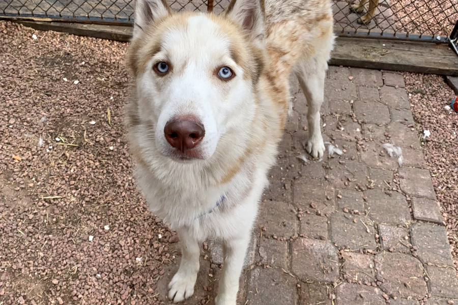 Puppies In Colorado Springs Looking For Their Fur Ever Homes