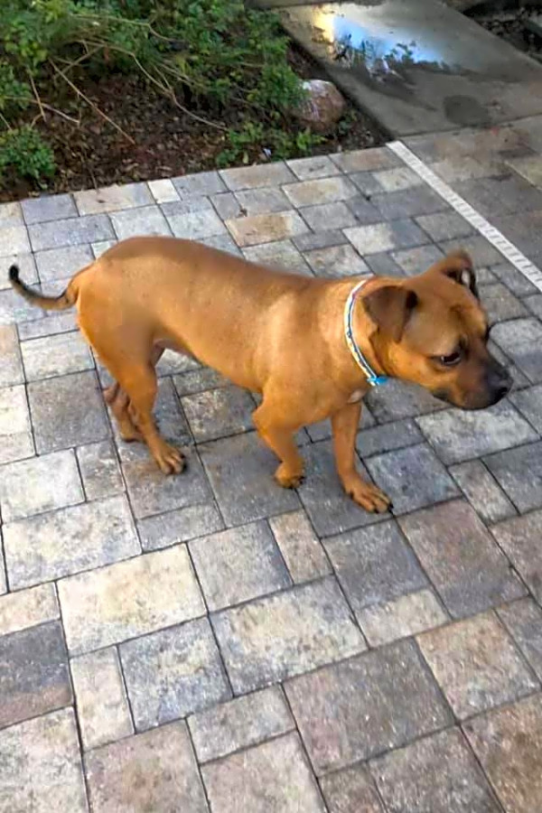 7 Lovable Pups To Adopt Now In Tampa Hoodline