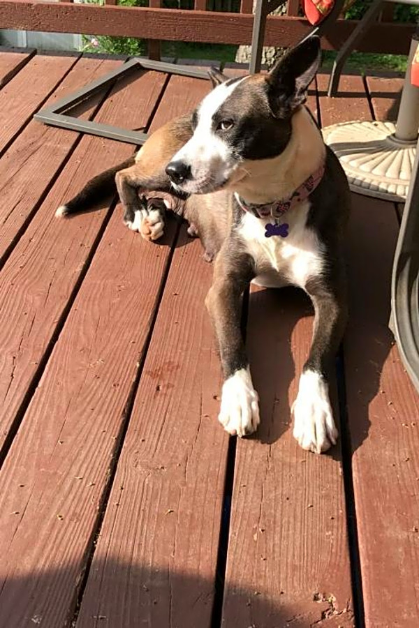 Looking To Adopt A Pet Here Are 4 Lovable Pups To Adopt Now In St Louis Hoodline