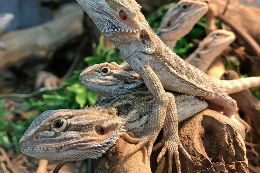 Las Vegas' top 5 pet stores to visit now