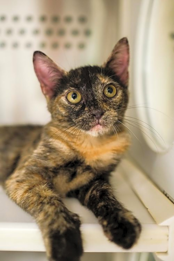 Looking To Adopt A Pet Here Are 5 Charming Cats To Adopt Now In Durham Hoodline