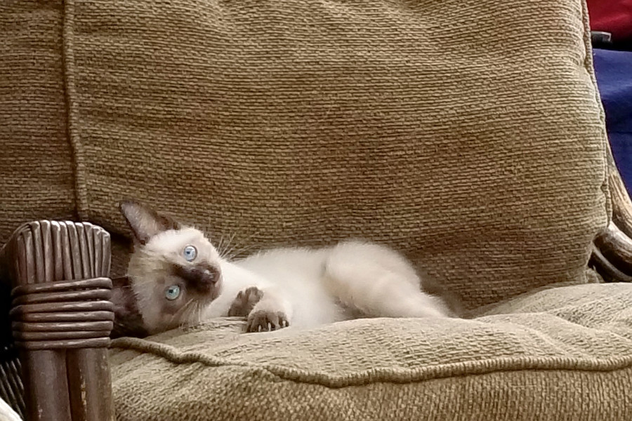 Kittens In Omaha Looking For Their Fur Ever Homes Hoodline