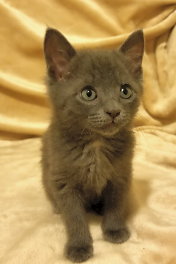 Kittens In Nashville Looking For Their Fur Ever Homes Hoodline
