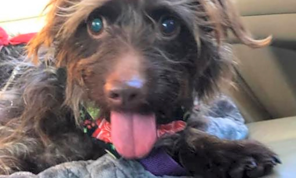 These Atlanta Based Pups Are Up For Adoption And In Need Of A Good