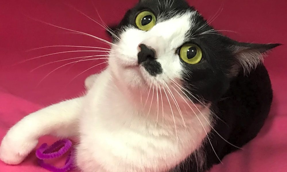 These Colorado Springs Based Felines Are Up For Adoption And In