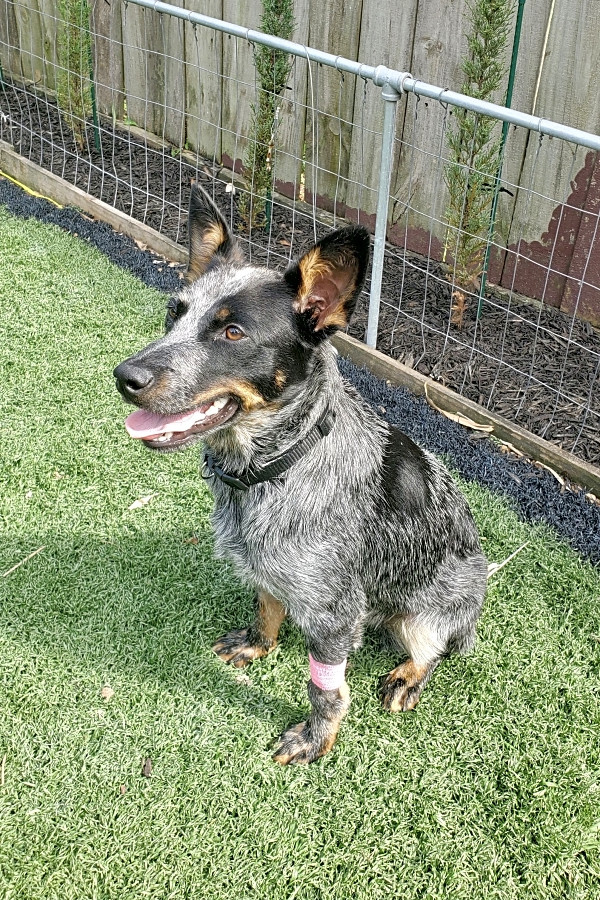 Blue heeler mountain cur mix sales