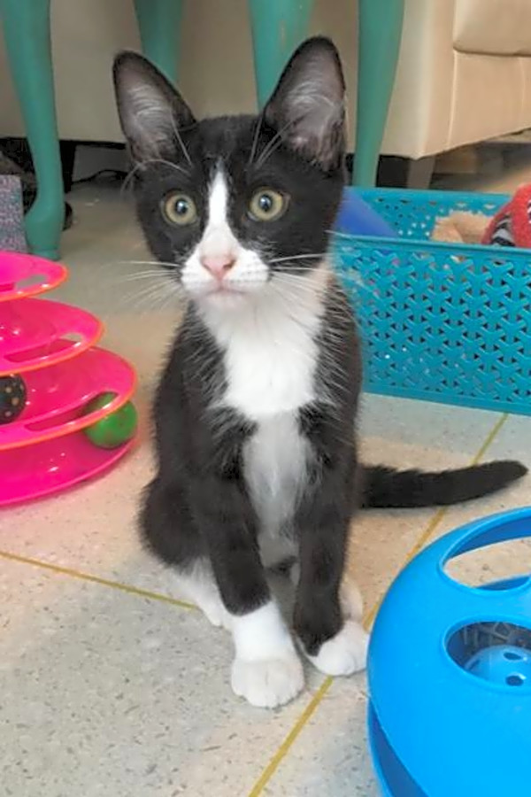 Kittens In San Antonio Looking For Their Fur Ever Homes