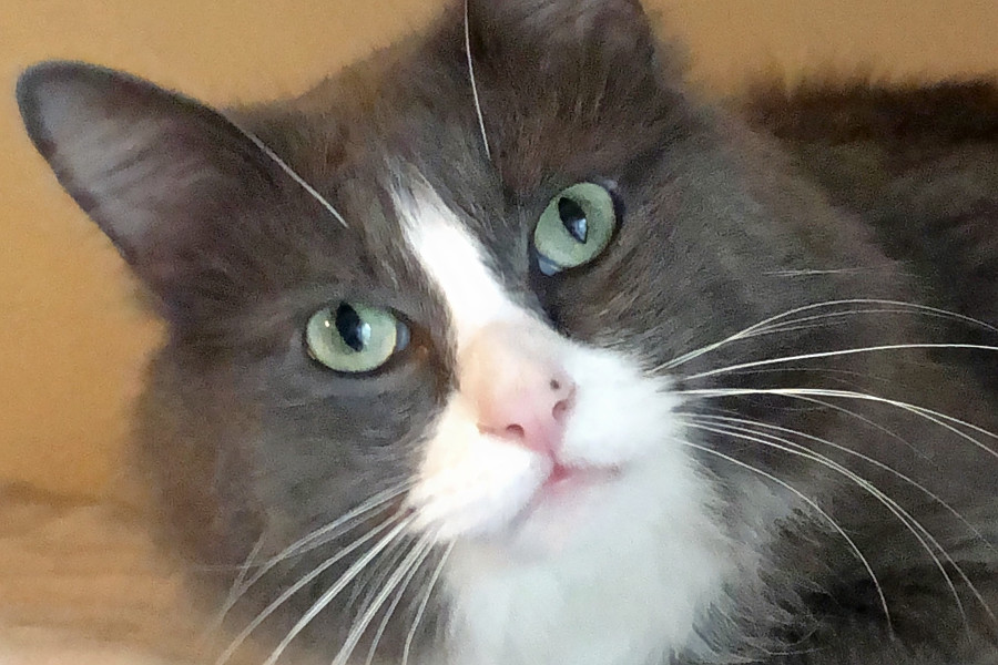Breaking Mews 6 Lovable Kitties To Adopt Now In Houston Hoodline