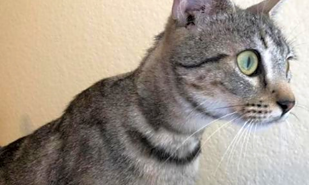 Want To Adopt A Pet Here Are 5 Lovable Kitties To Adopt Now In Austin Hoodline