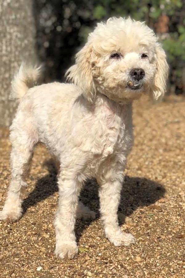 Winsome toy poodles online