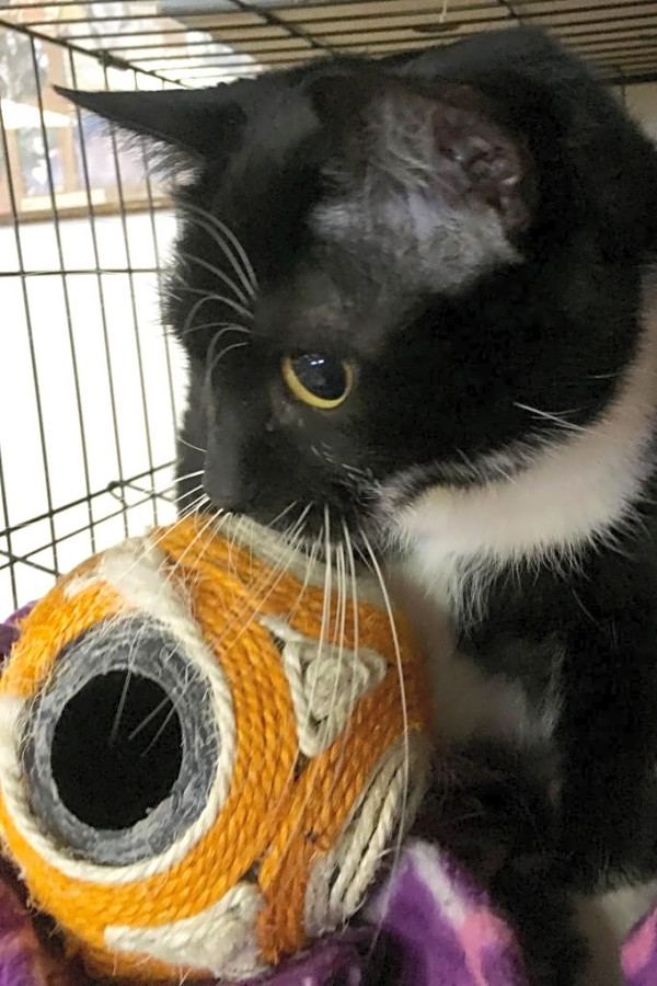 7 Cool Kitties To Adopt Now In Kansas City Hoodline