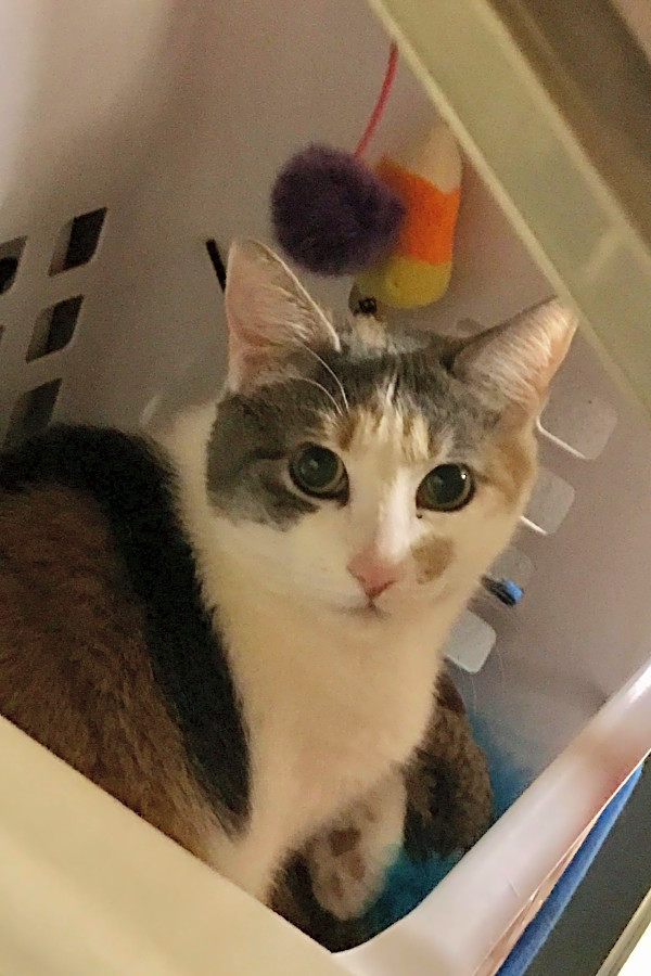 These Mesa Based Kitties Are Up For Adoption And In Need Of A Good
