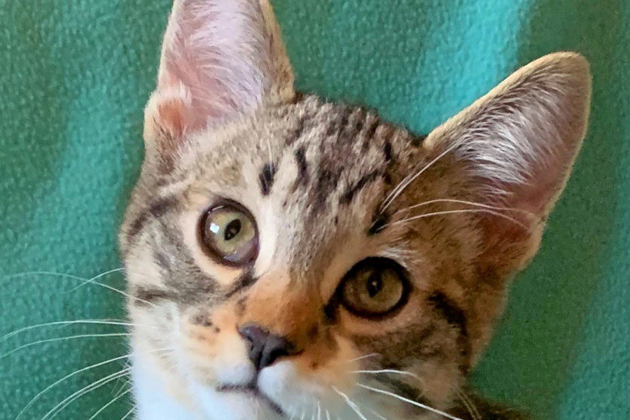 Kittens in Colorado Springs looking for their furever homes