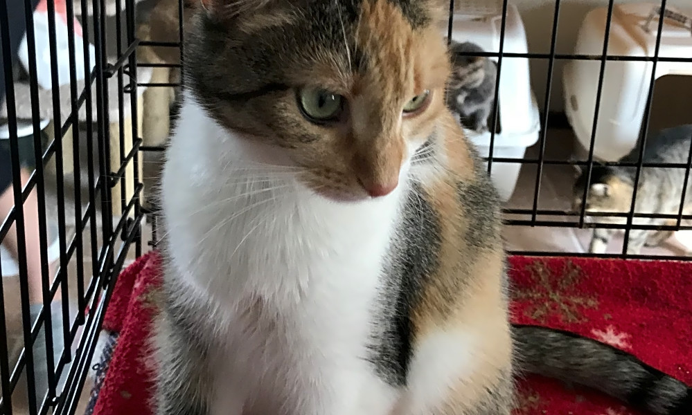 These El Paso Based Cats Are Up For Adoption And In Need Of A Good